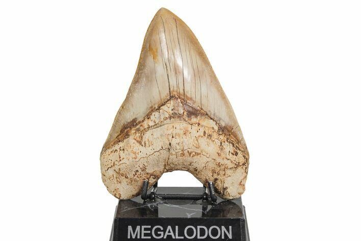 Serrated, Collector Quality Megalodon Tooth - Indonesia #208763
